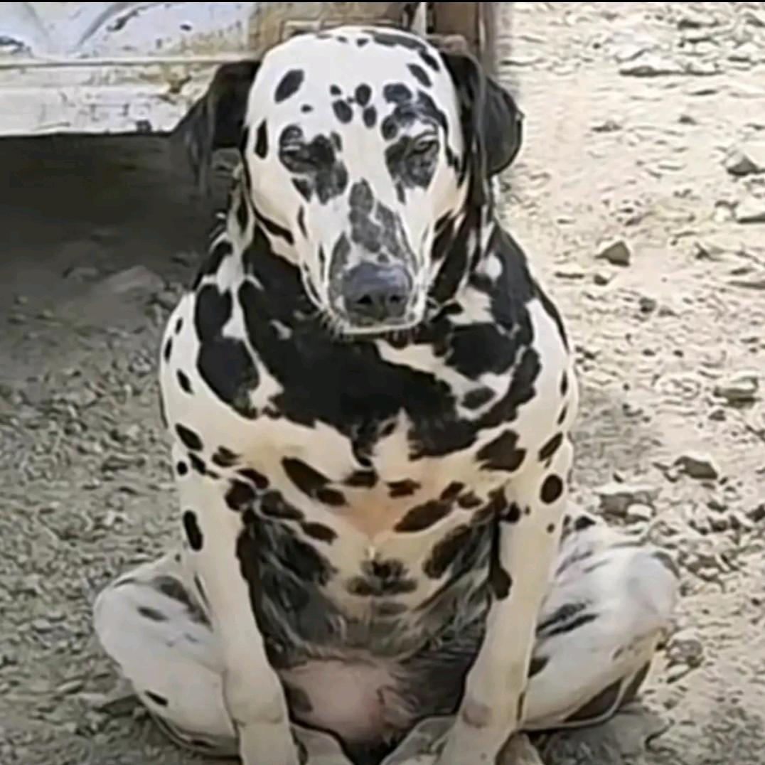 点子王