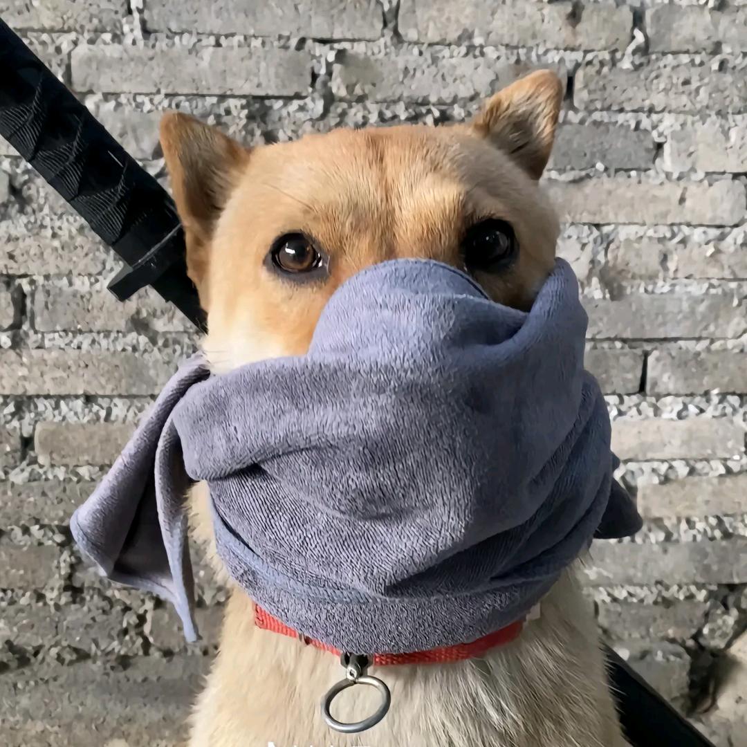 琴