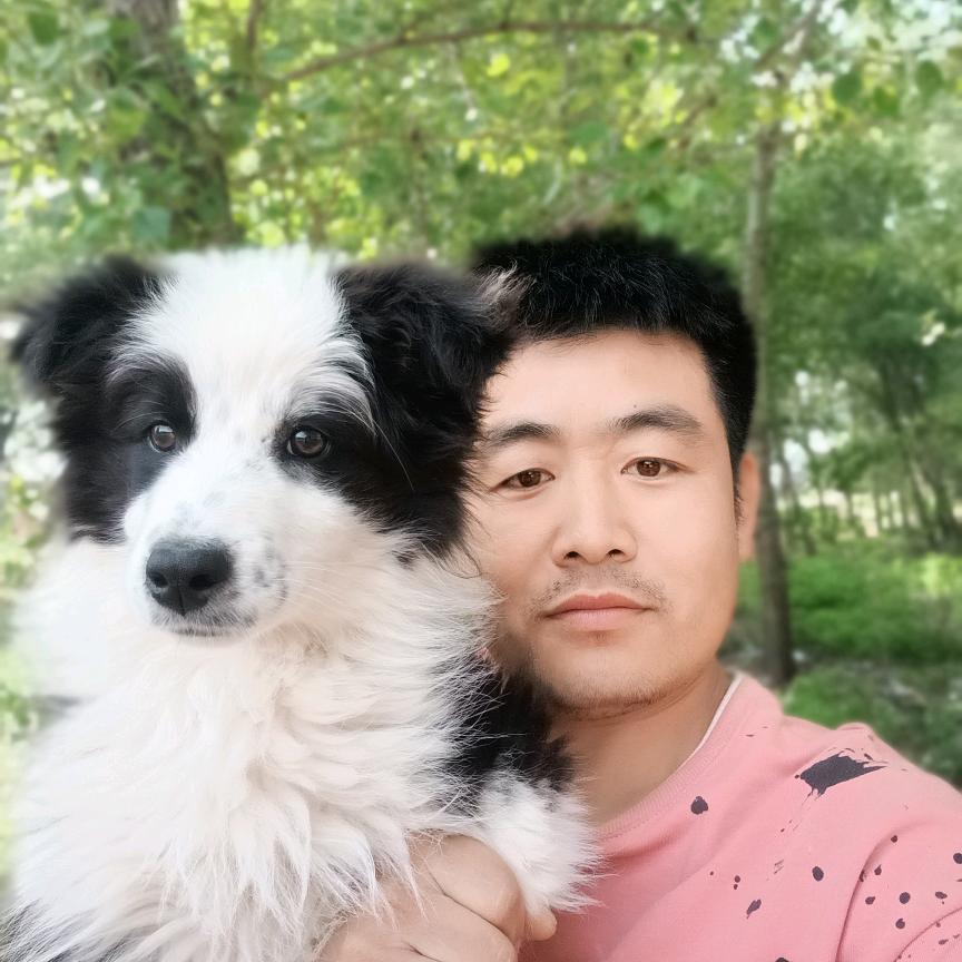 黑白边牧Lucky
