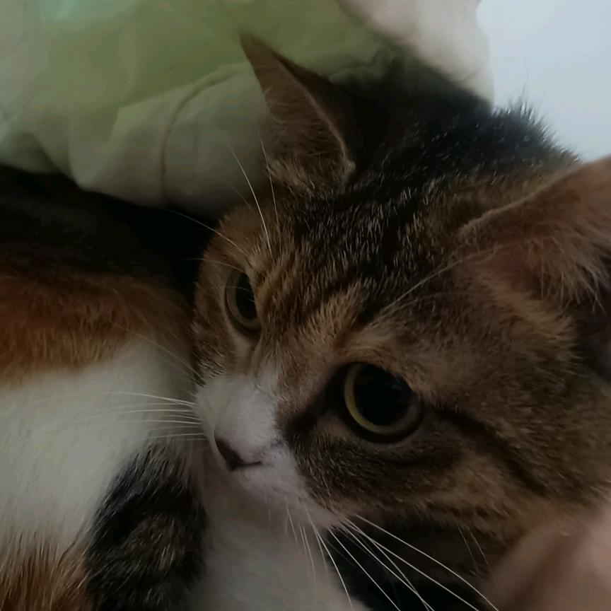 小趴菜。
