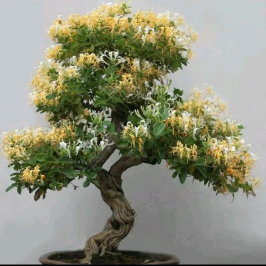 ✨知✨足💫常✨乐✨