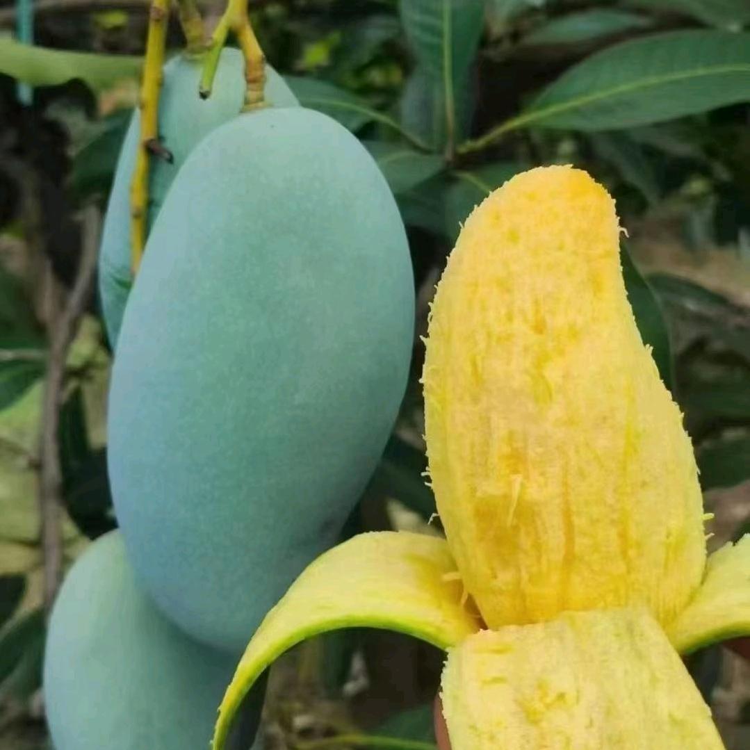 小老鼠