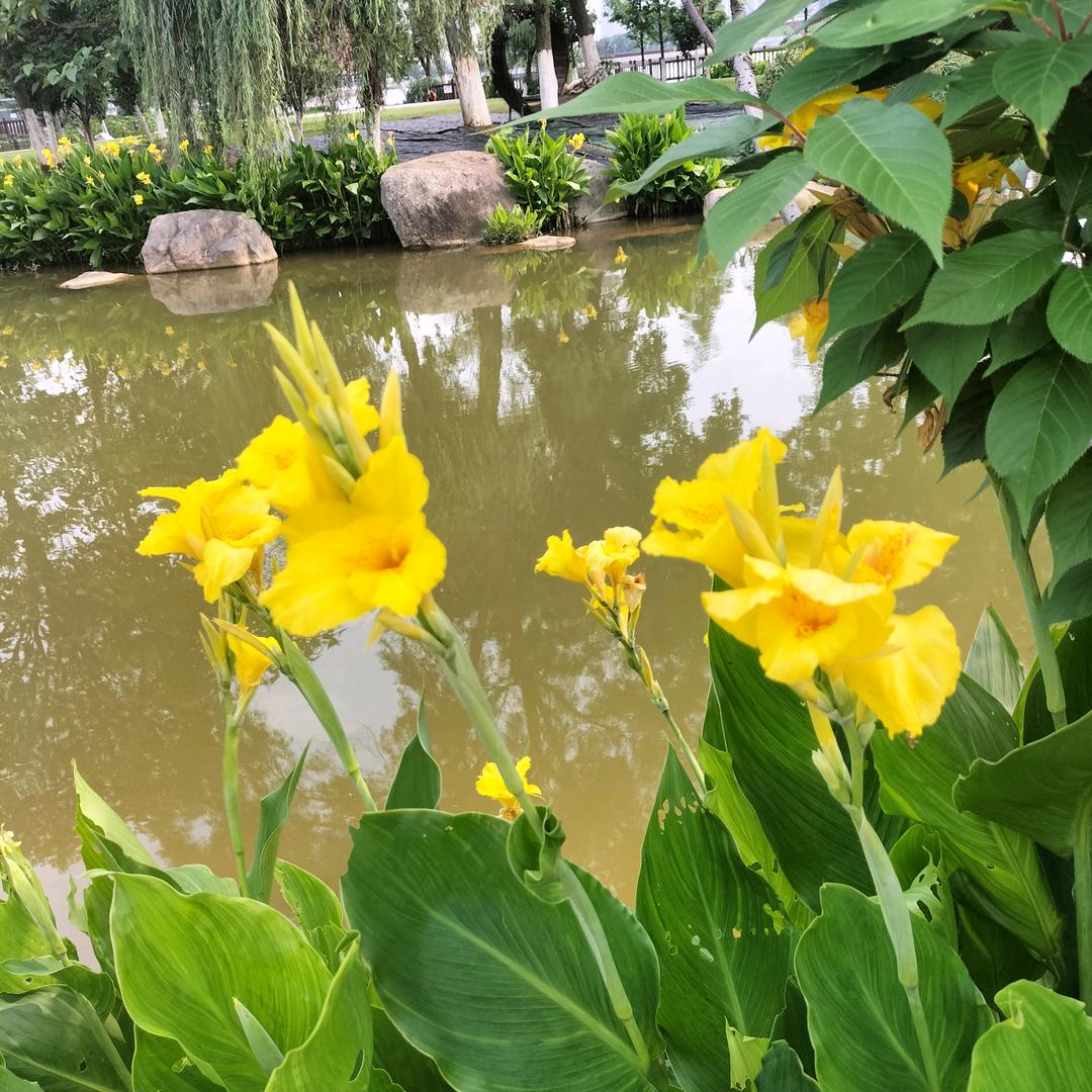 棉花的春天
