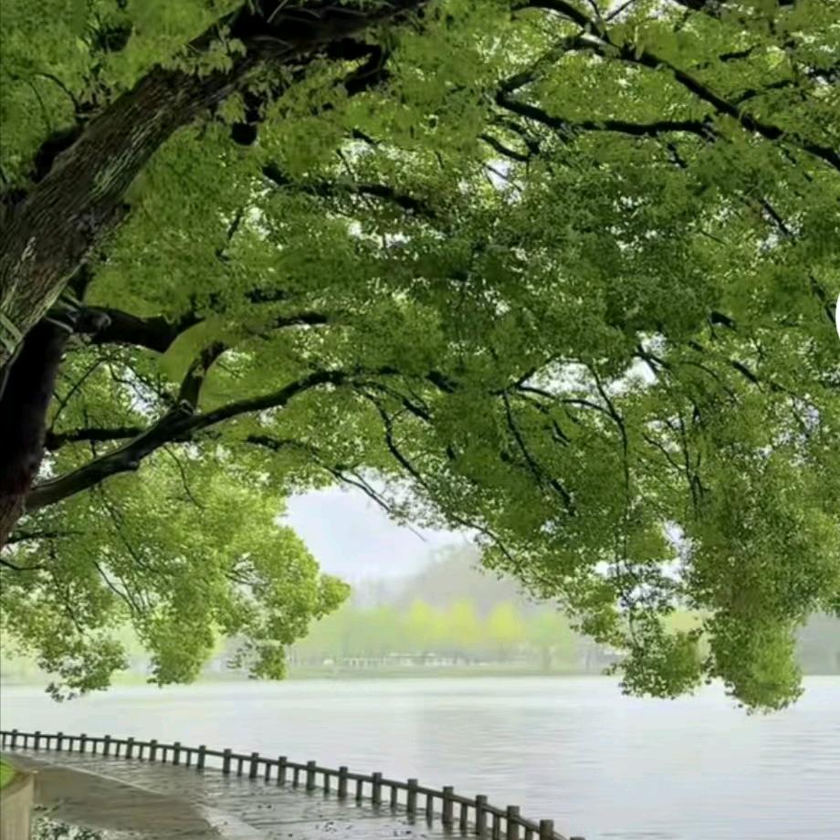 醉雨聆风