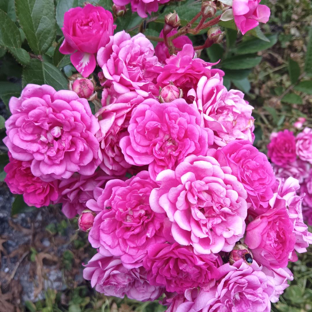 静待花开时