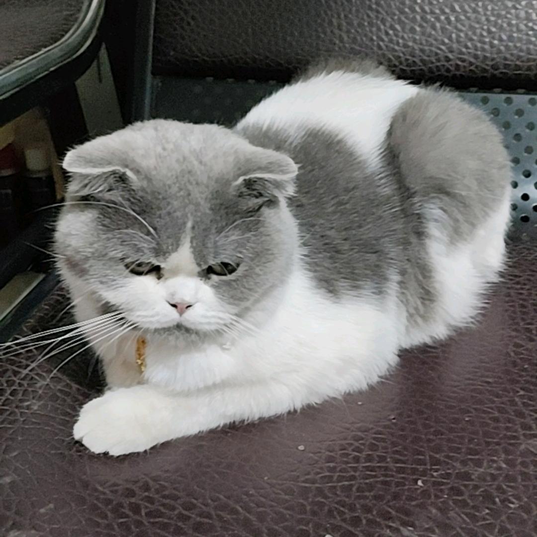 诗月