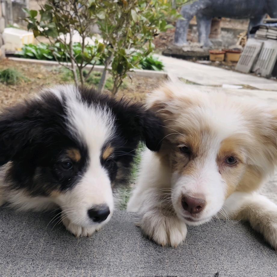 边牧🐶小柒&小肆