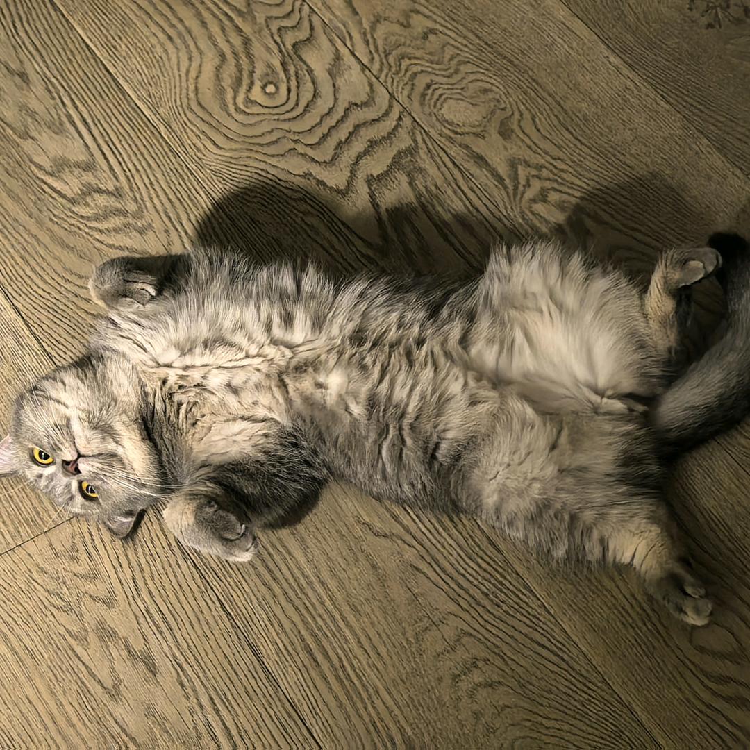 骆驼.