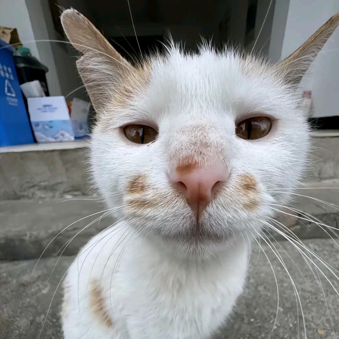 一车面包人