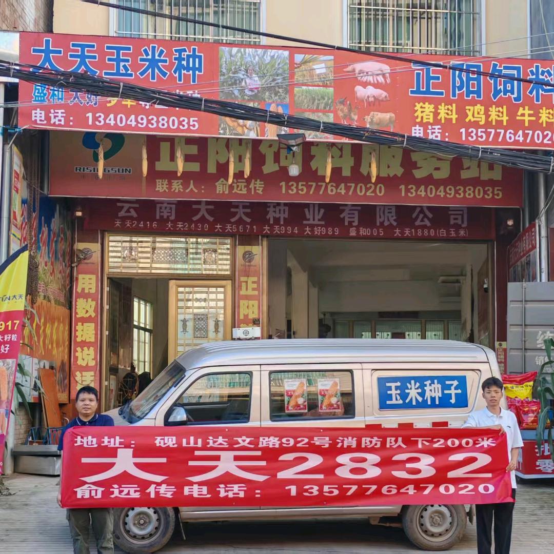大天玉米种和正阳饲料