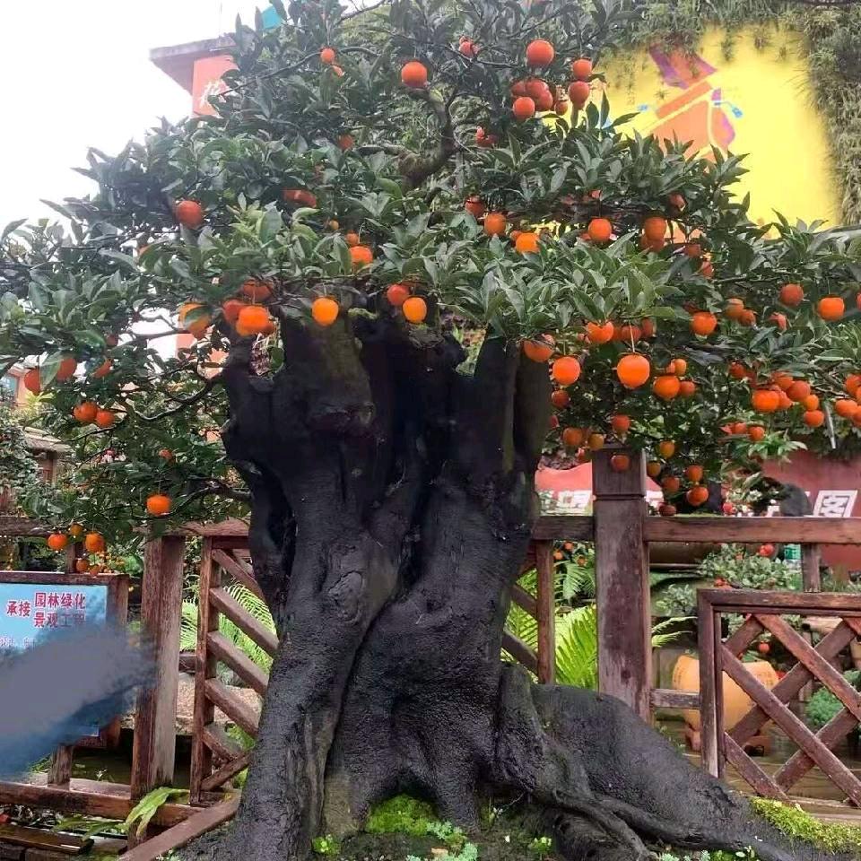 金源盆景园