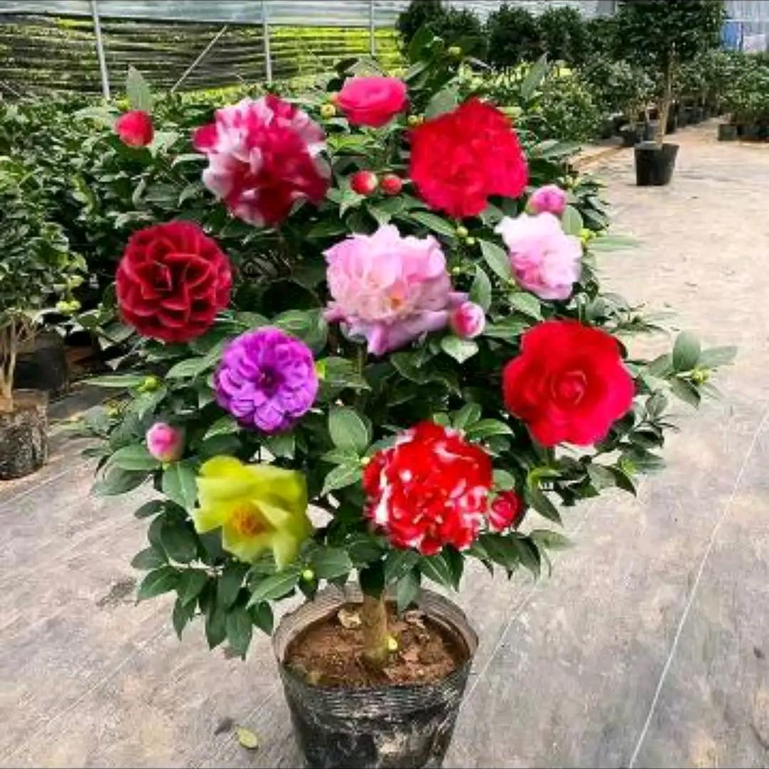 山茶花。