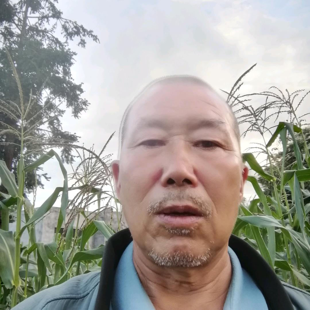 杨大哥