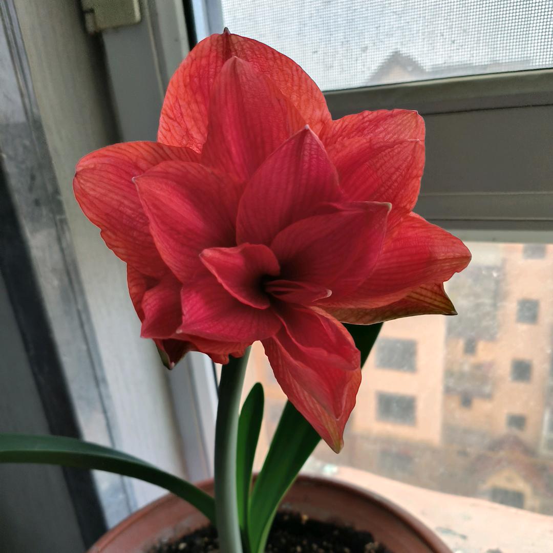 清水老王头