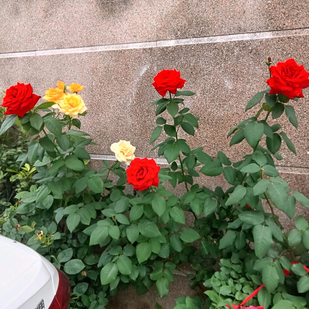 可有可无,