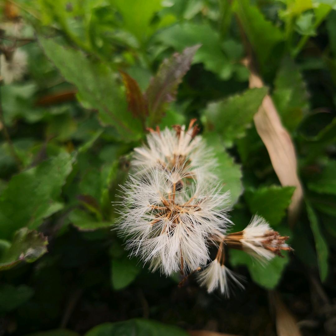 旃檀香舍金地广场