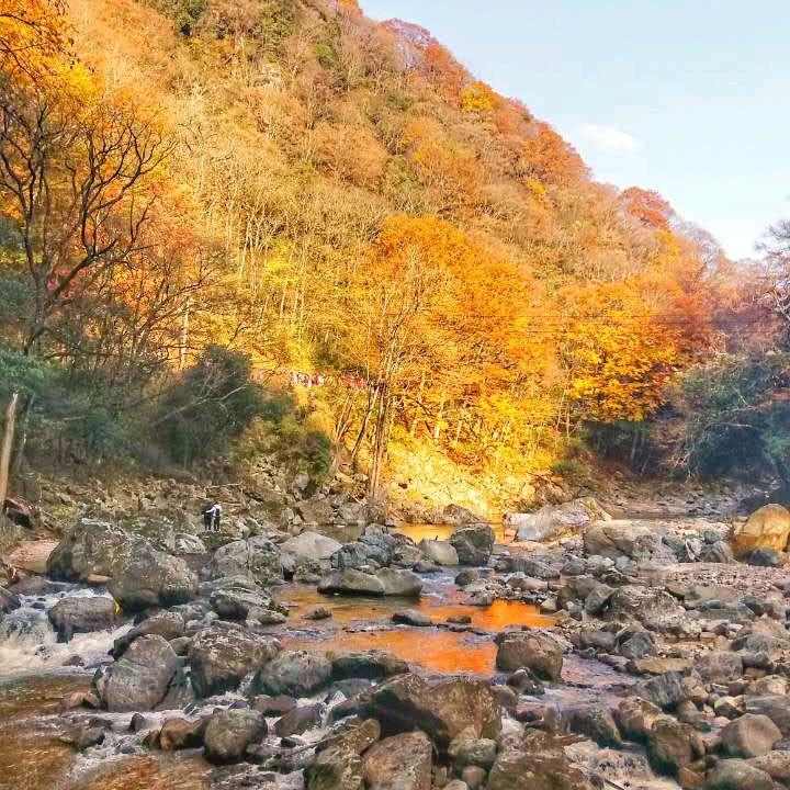 冷眸