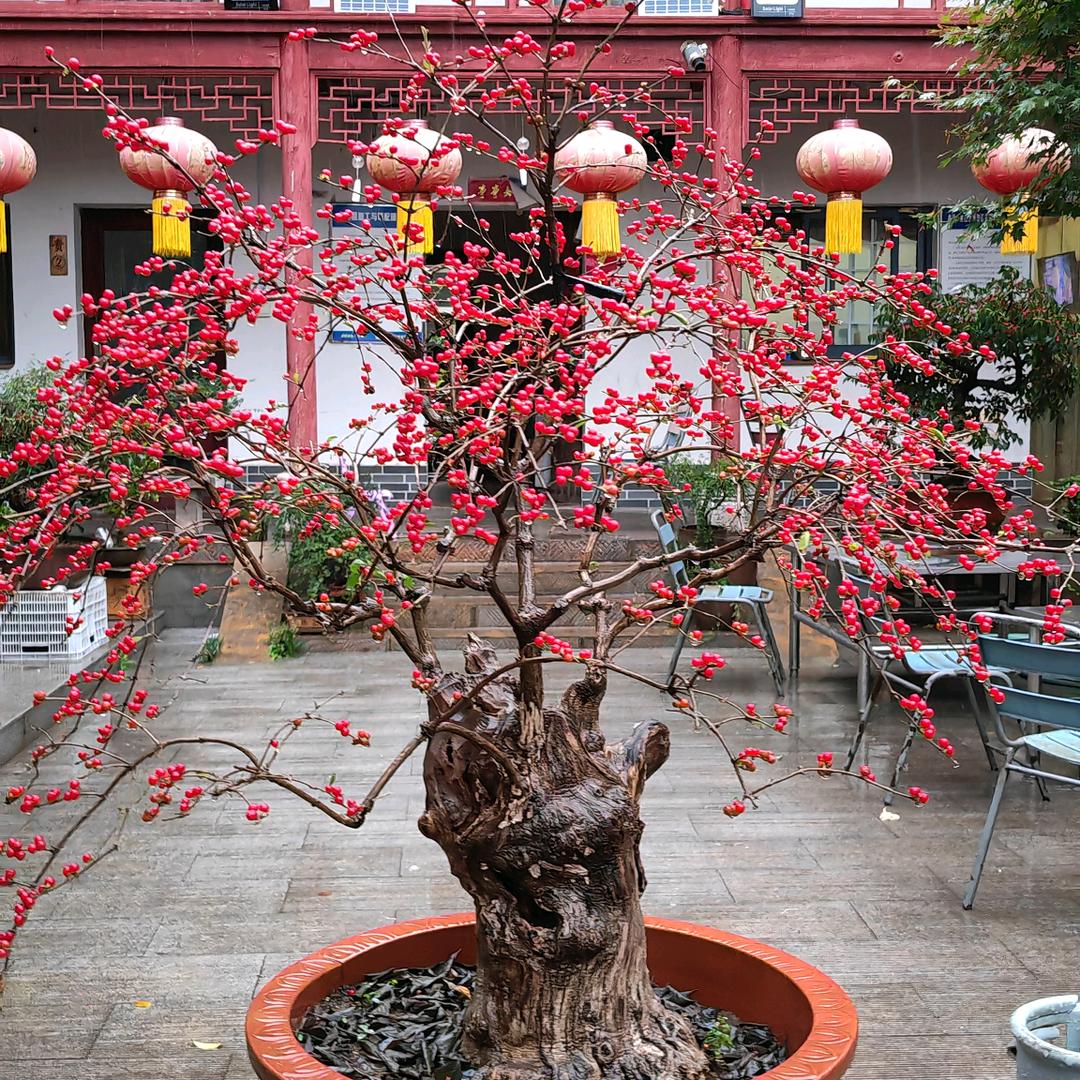 老桑盆景桑梓苑