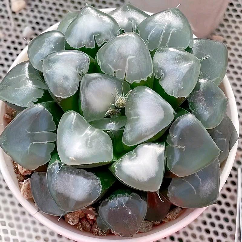 皖卉绿植专营店