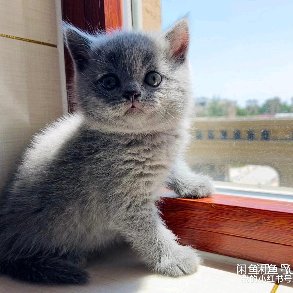 泡芙.