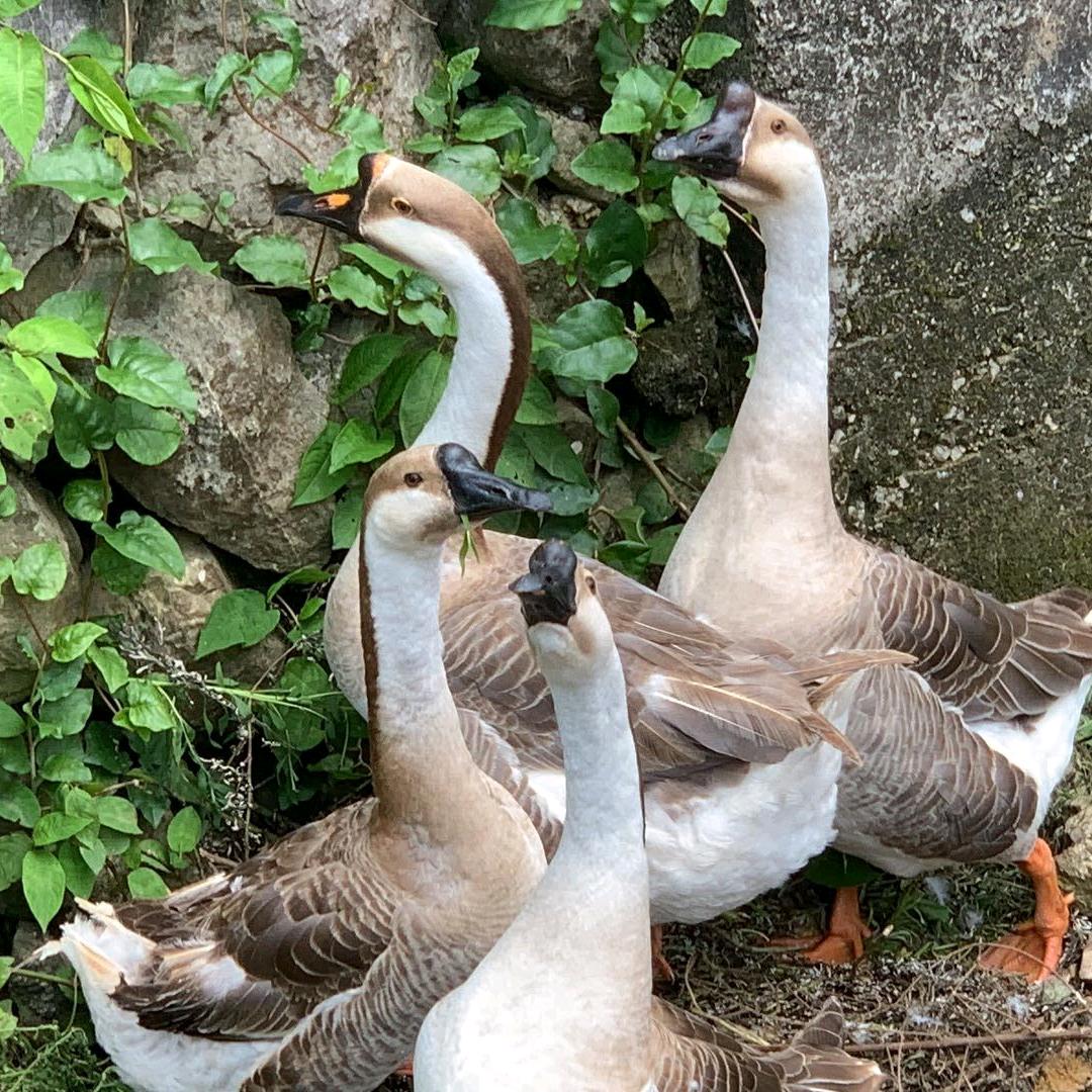 李子树(๑><๑）