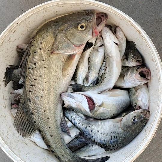 煌上煌