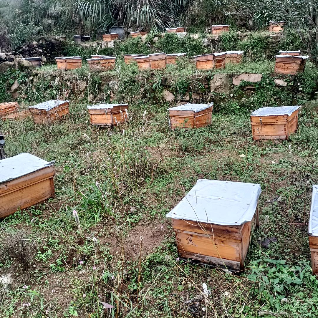 贵溪市土蜜蜂蜂业