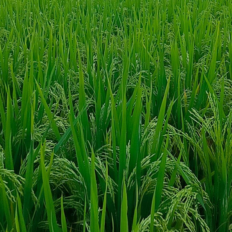 耕田佬