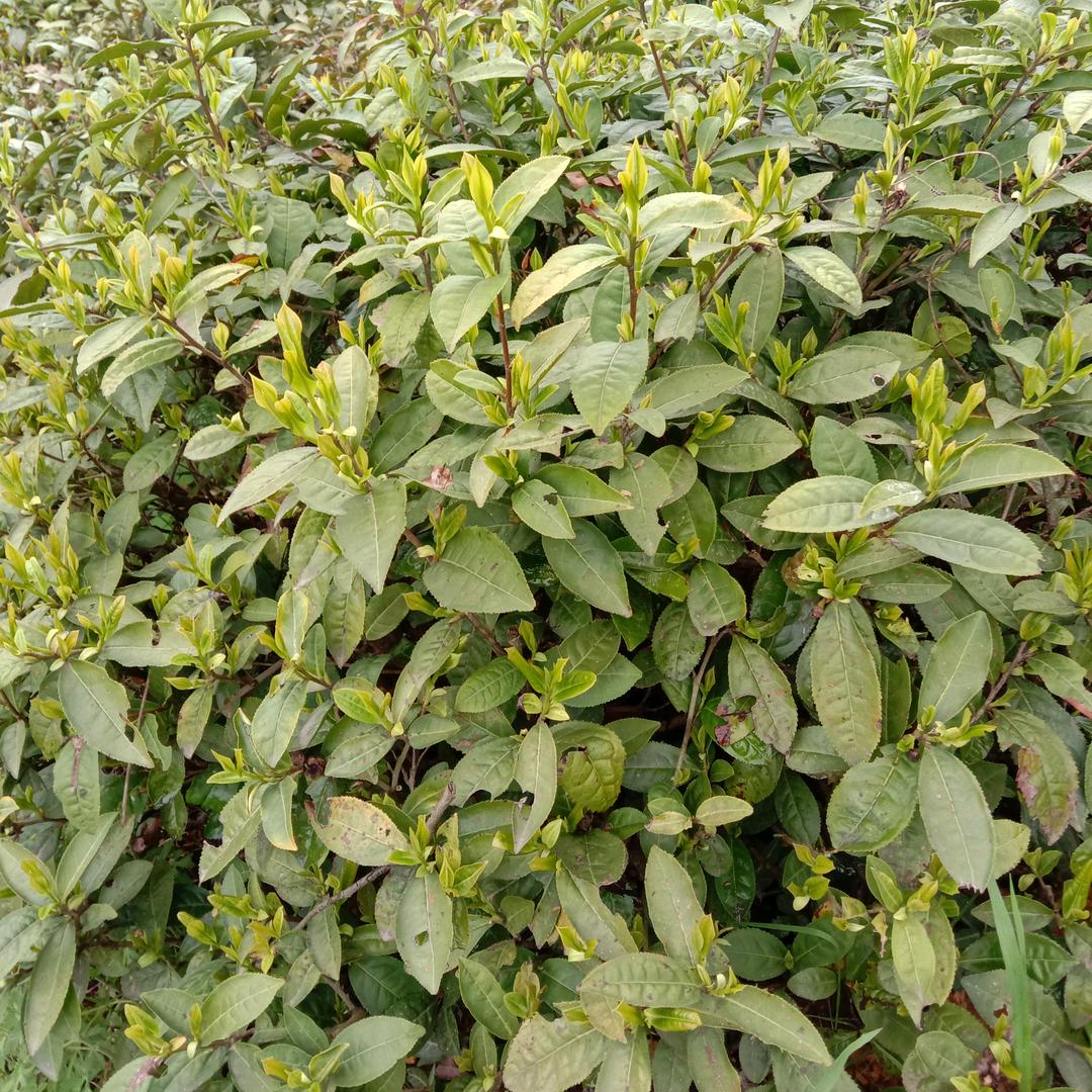 桐城小花……野生茶