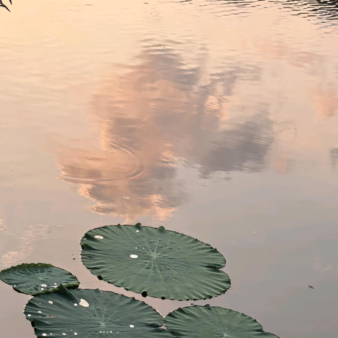 嘻嘻哈儿（种花养鱼版）