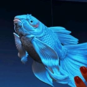 蝴蝶只讲鲤 直播号