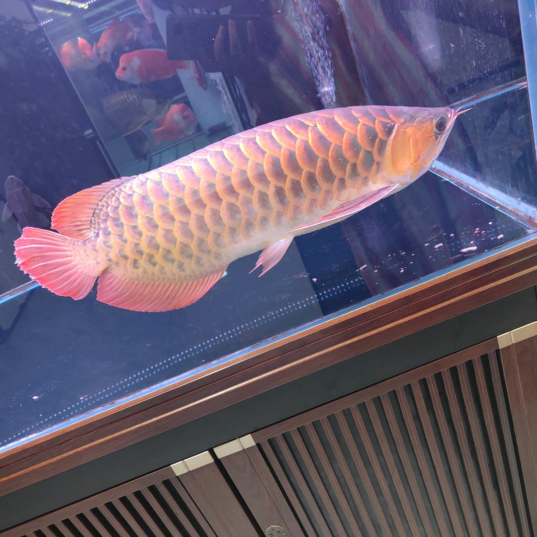 金贵（直播）