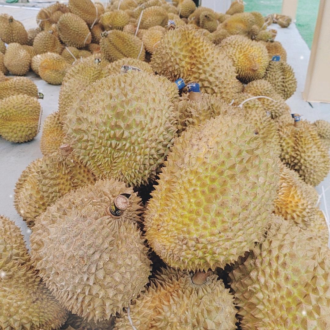 榴莲批发代采
