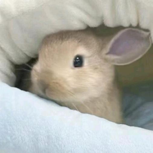 响铃卷肥牛
