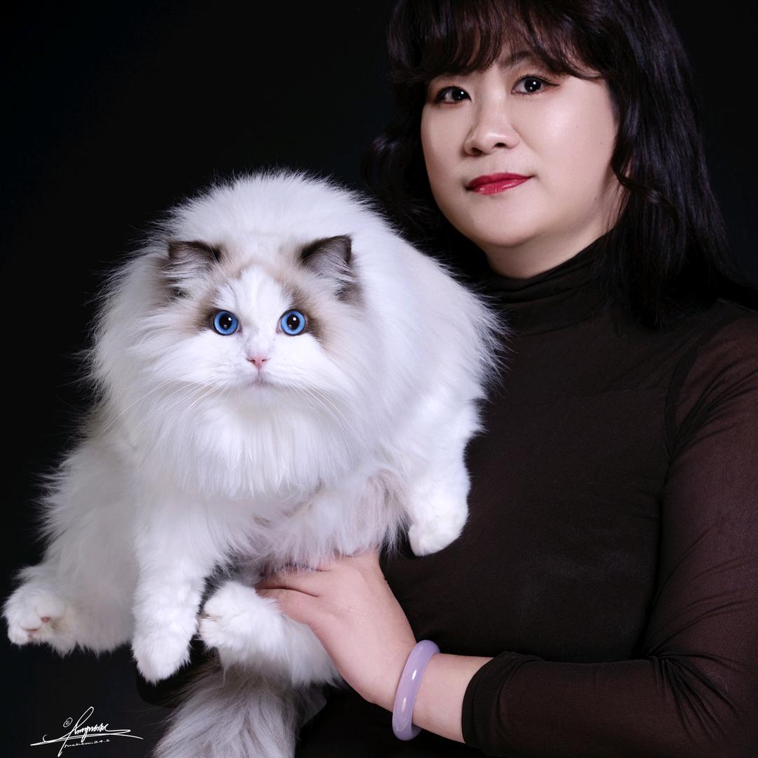 寒寒家的布偶猫