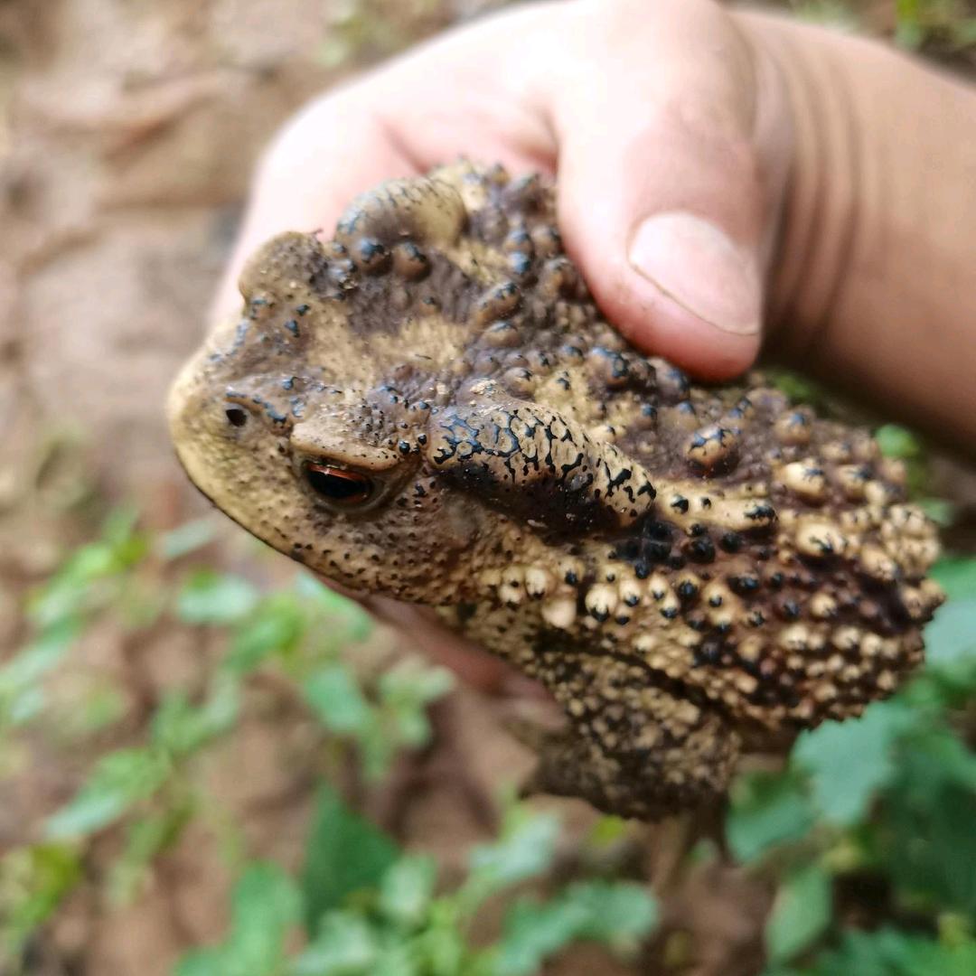 AA广东蟾蜍蠄蟝养殖基地