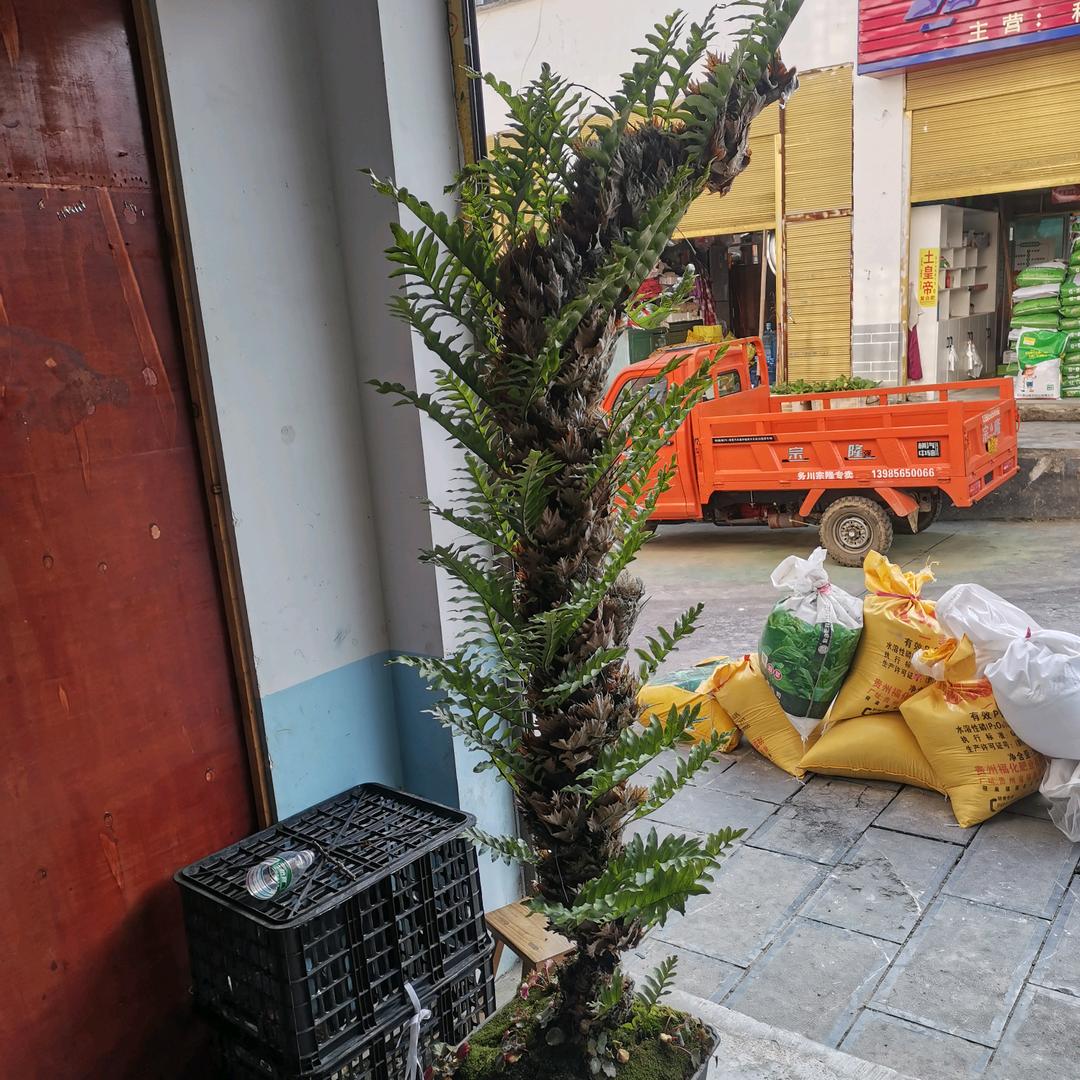10年乡巴佬