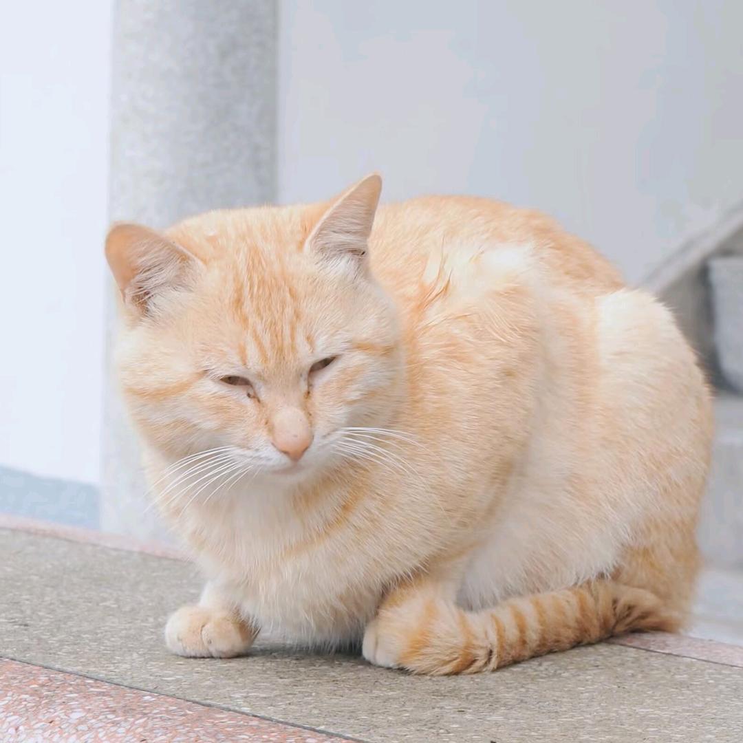 梦里花落知昼长