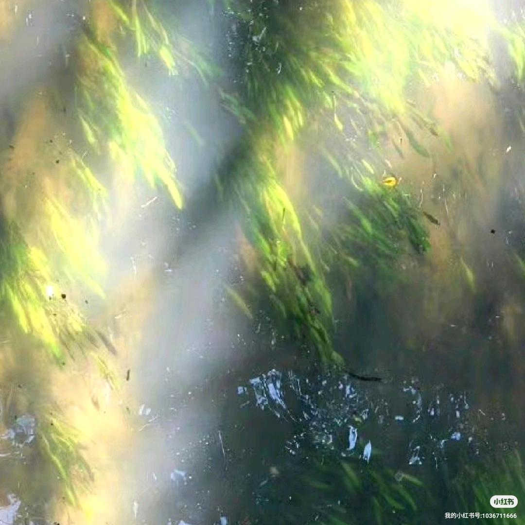 顺利小木柴