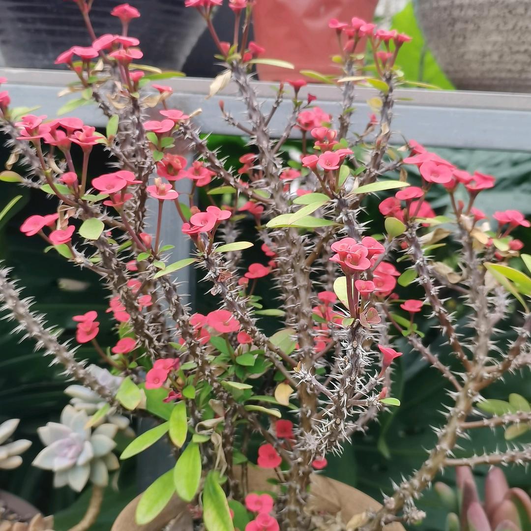 植植快来