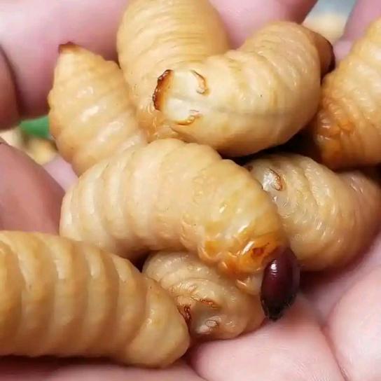 零贰柒传媒—媛媛