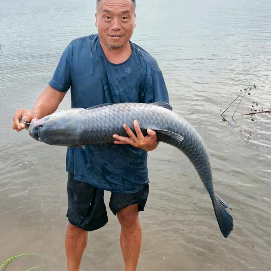 茄哥钓鱼《欧鲤钓》
