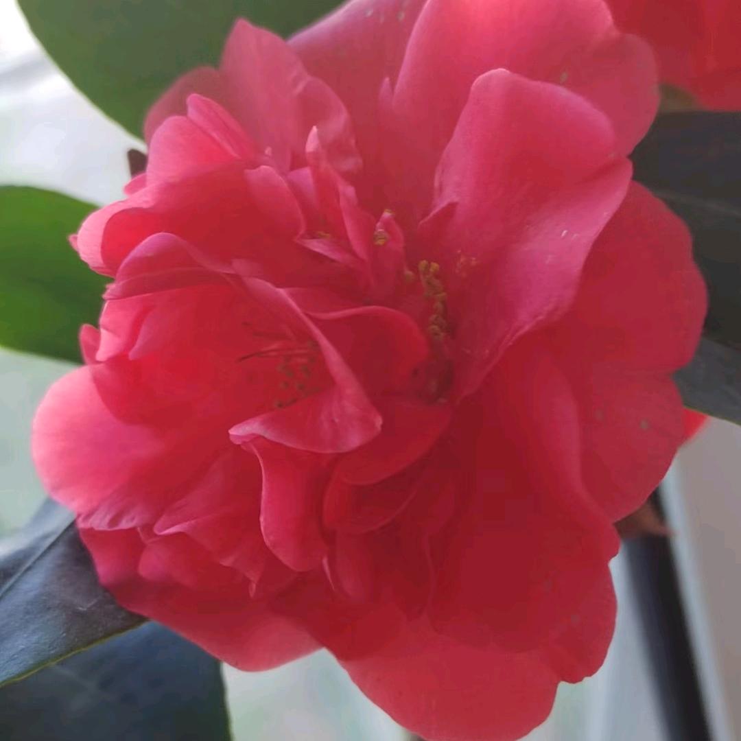 🌹🌹🌹