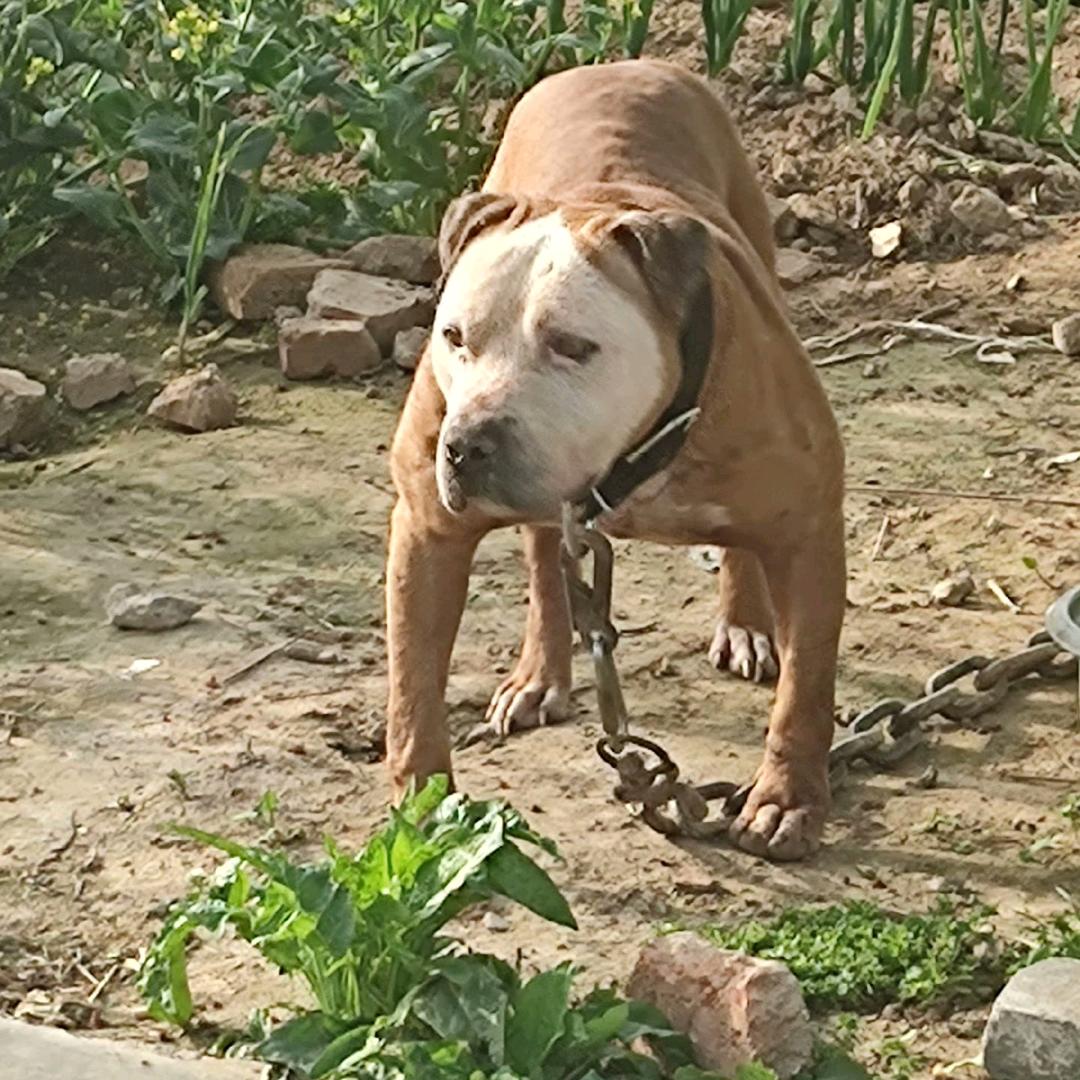 比特犬斗狗，