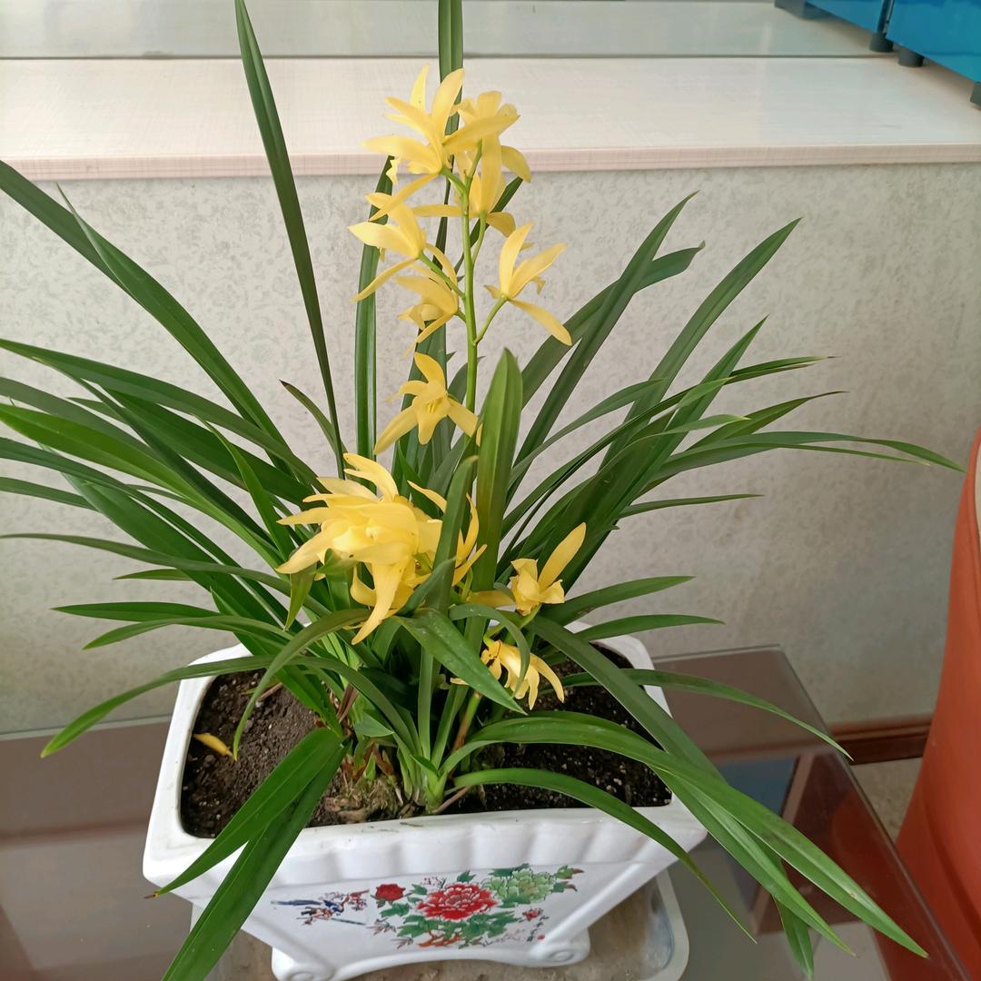 苦乐年华