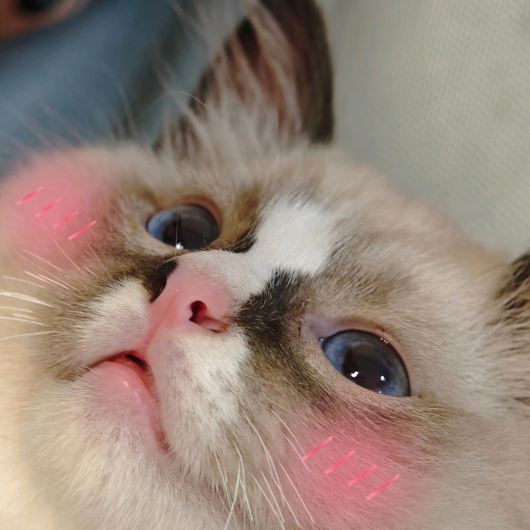 黑鼻子小猪咪🐱