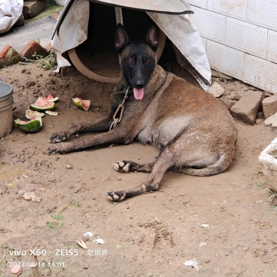 钟爱（马犬）