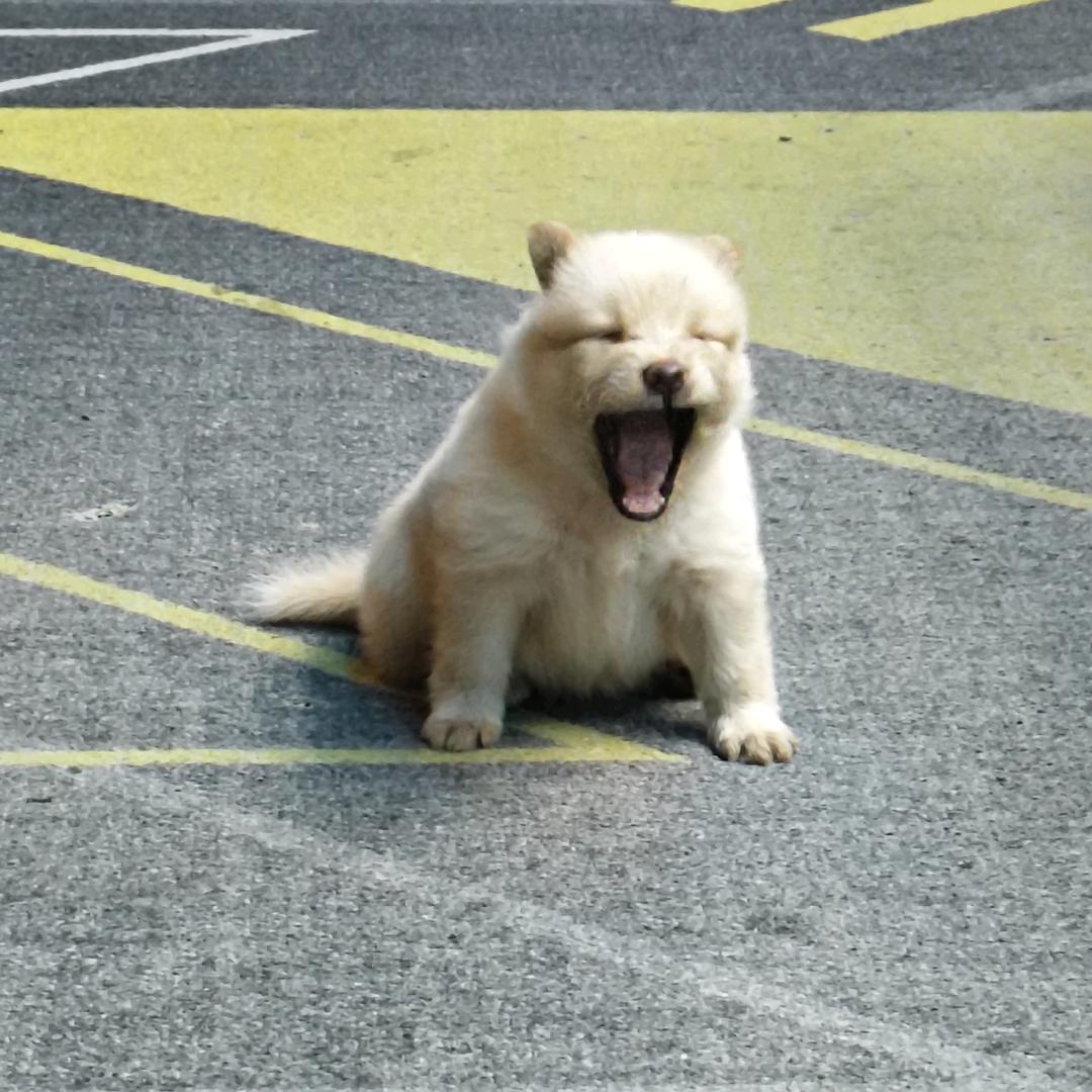 上山打老虎，打到小松鼠