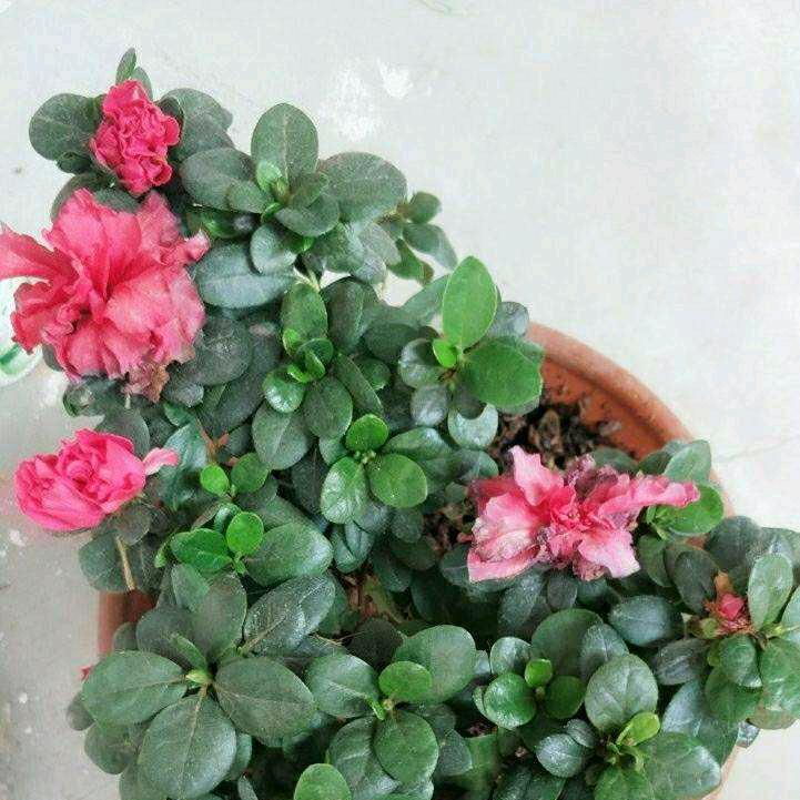 小❤雪💝花