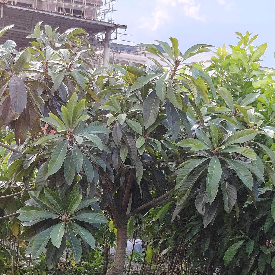 丰瑞果树苗木专销店